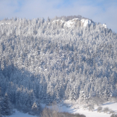 Hrdoš v zimnom šate