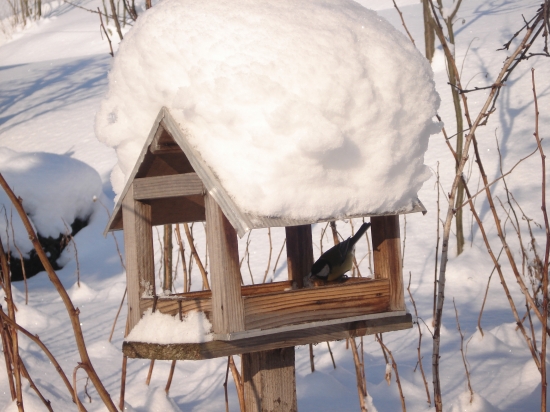 Slnečnica im chutí