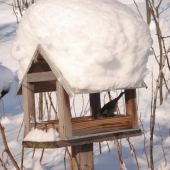 Slnečnica im chutí