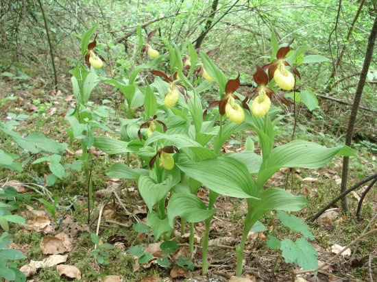 Črievičník papučkovitý