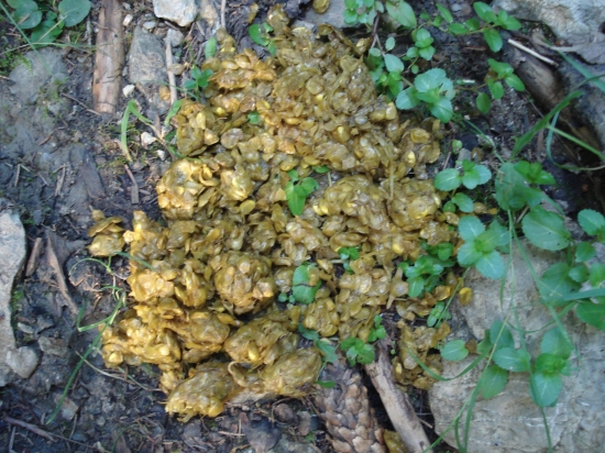 Kukurica mu chutí ...