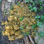 Kukurica mu chutí ...