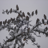 Chochláče na hostine ...