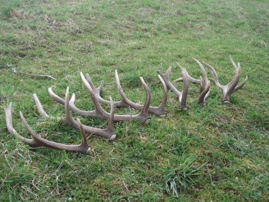 Asi sa dohodli, že zhodia v jeden deň ...