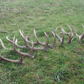 Asi sa dohodli, že zhodia v jeden deň ...