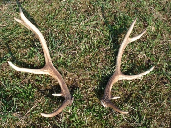 Ďalší junák zhodil