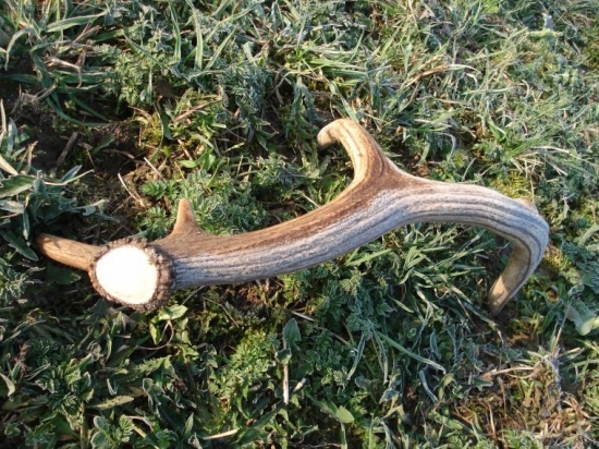 Ešte mal námrazu na sebe z noci ...