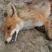 Ďalšia líštička z rannej posliedky