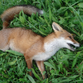 Lišiak po rane na komoru zostal v ohni