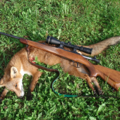 Lišiak z rannej posliedky