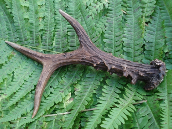 Kamarátov srnčí zhod