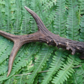 Kamarátov srnčí zhod