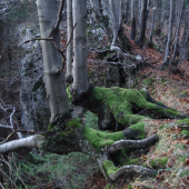 Umenie a nezlomná vôľa žiť, nepoddať sa !