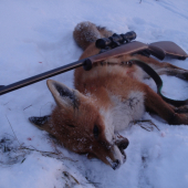 Podvečerný lišiačik