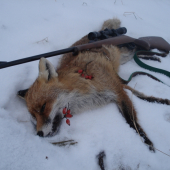 Môj silvestrovský lišiak