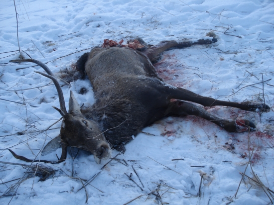 Aj vlky chcú žiť ...