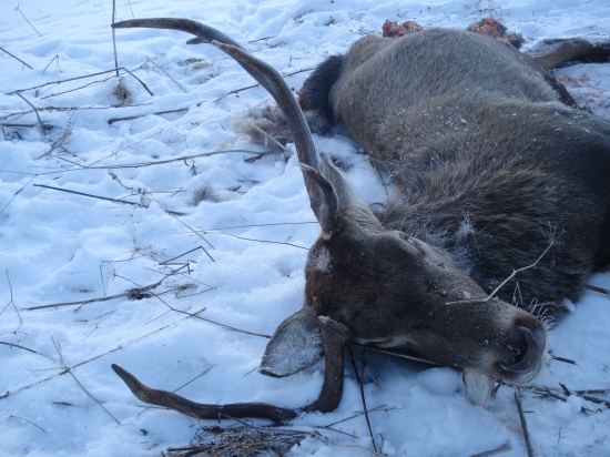 Zaujímavá trofej strhnutého jeleňa