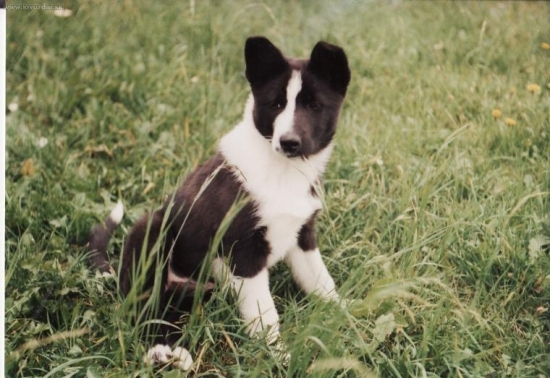 Rusko-europska laika