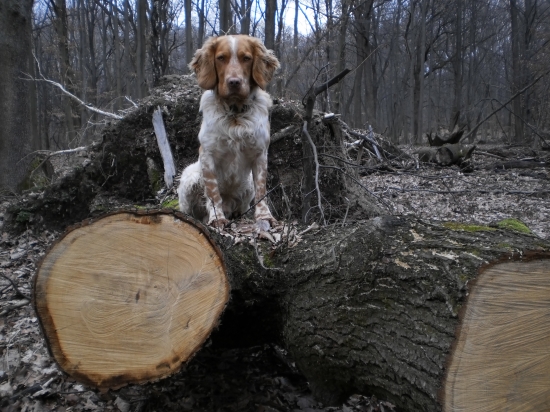 Verný pomocník a priateľ.