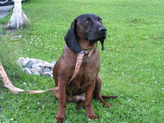 Bina Baškin dvor