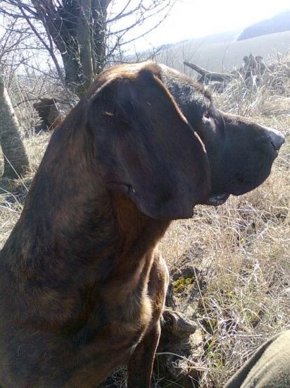 Karin z Horárovho dvora