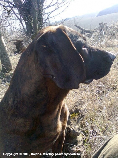 Karin z Horárovho dvora