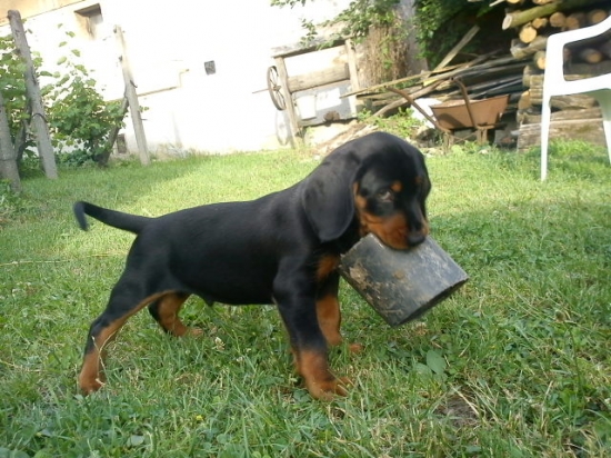 Nepribližujte sa, hryziem!