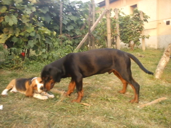 Cvik a Gina na dvore