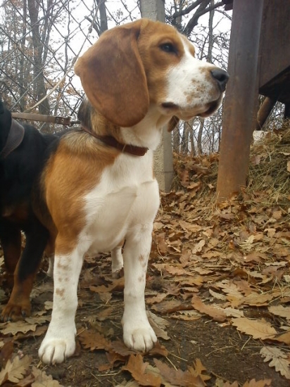 Gina - čakanie pri oplôtku