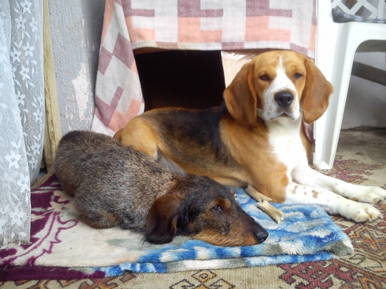 Dobre vychádzame v lese aj doma