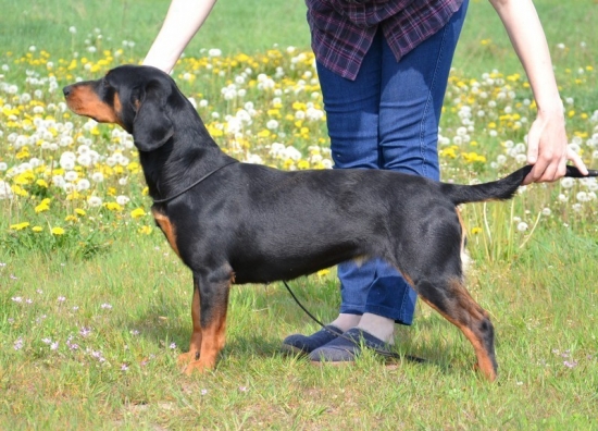 Becky z Evkinho dvora - chovná suka v Poľsku :)