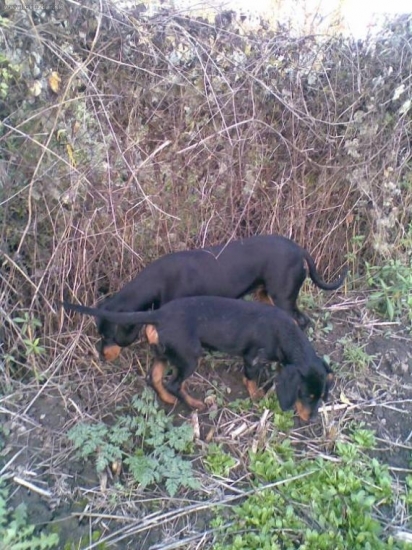 Asta, /l.vrh/ s maminou