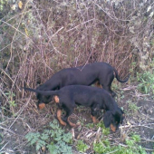 Asta, /l.vrh/ s maminou