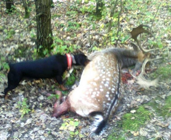 ostávam 100%-ná.Dohľadávka 4 km, 16 hodinová stopa