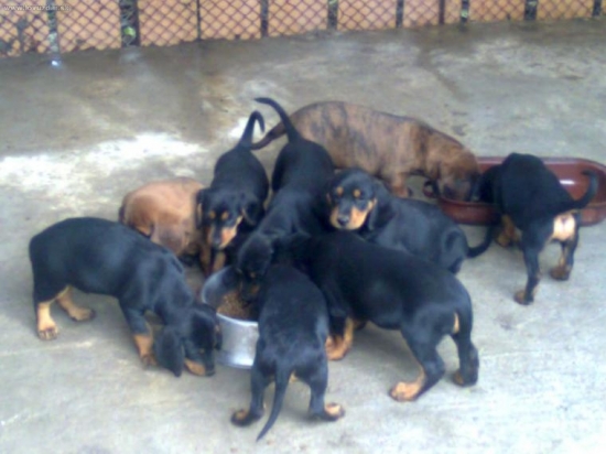 Naša chovná stanica