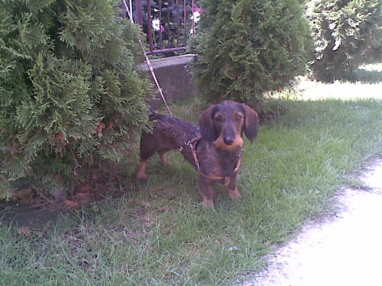 Beky pred skúškami