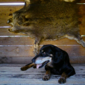 Už trošku šedivá ale plne funkčná.