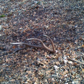 1. čerstvý tento rok