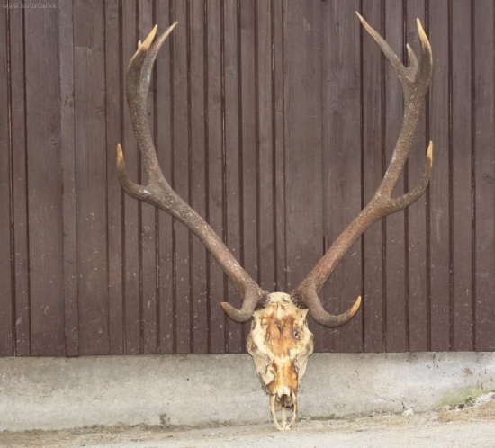 98cm obvod ruzic 26cm