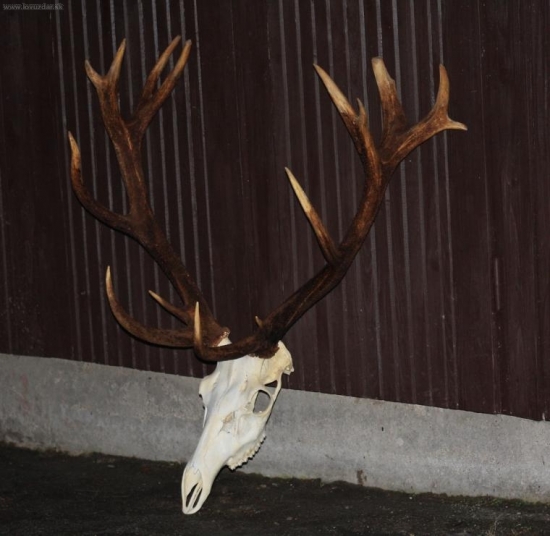 práca vlkov  ...jelen z Laurína