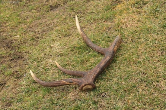 dnes sa zadarilo(uz doma)