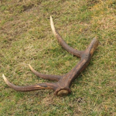 dnes sa zadarilo(uz doma)