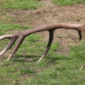 dnes najdeny..... fotene doma...vaha1.9