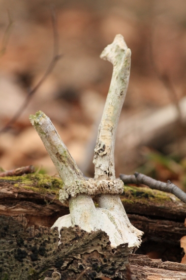 1. vychádzka v novom roku