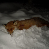 Tohtoročny štvrtý lišiak