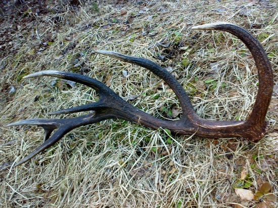 minuly rok najdeny,par by sa mohol podarit dohladat tento rok