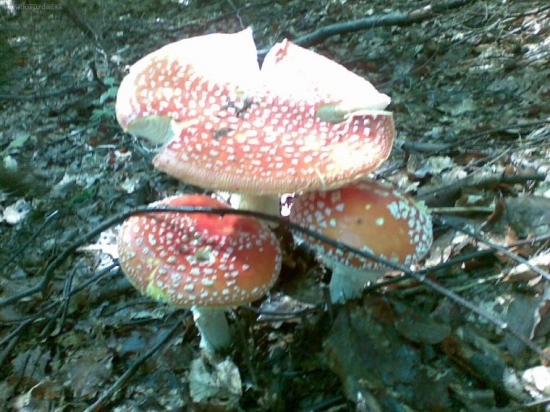 Muchotrávka červená