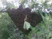 Ďalší roj včiel