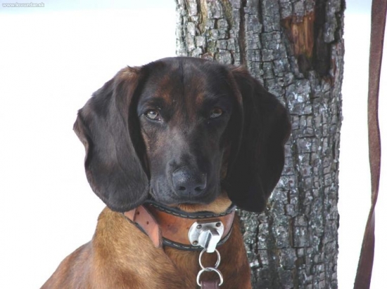 Ajka jelenia obora Orava