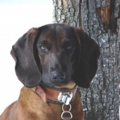 Ajka jelenia obora Orava